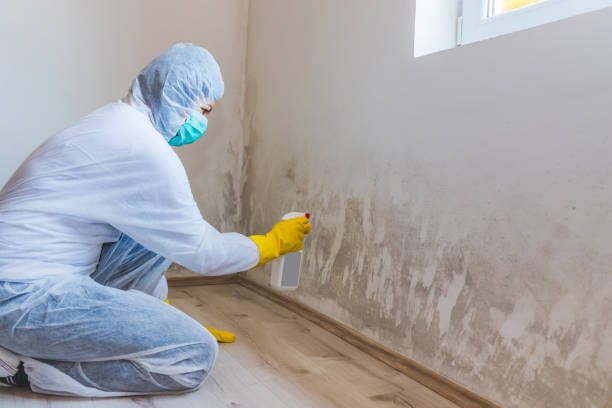 Professional mold removal team in Allenwood