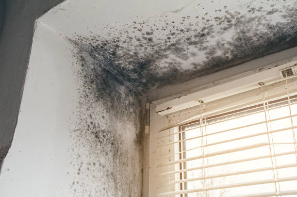 Mold Removal service in Allenwood